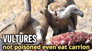 not poisoned even eat Carrion  vultures