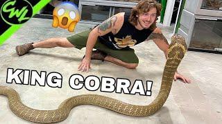 Close call with KING COBRA