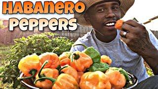 Harvesting Habanero Peppers  When is a Habanero Ready to Harvest?