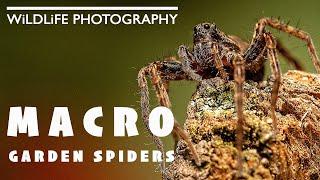 Indoor Wildlife  Macro Photography - Photographing Garden Spiders