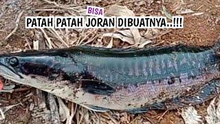 MOMENT TERGANAS..? MANCING TOMAN BABON TEPAT DISARANGNYA  CASTING TOMAN