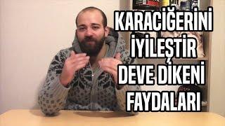 Karaciğerini İyileştir - Deve Dikeni Faydaları - DeveDikeni Çayı Nasıl Hazırlanır