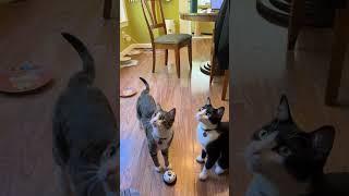 Cat Bell-Ringers Adorable House-Sitting Fun #catlover #funnyshorts #petlover