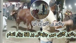 Shahpur kanjra Mandi 2024 - Cow Dangerous Loading - Cow Mandi 2024 - Cow Mandi Lahore 2024