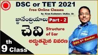 EAR Structure  DSC or TRT School assistantBiologyTET best free Online classes By Kiran Kodumuru