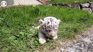 WEB EXTRA White Bengal Tiger Cubs