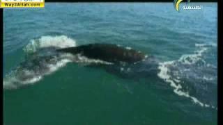  الحوت الرمادي الودود    المجد الطبيعية
