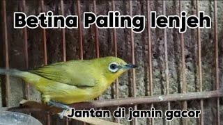 Pancingan pleci betina memanggil jantan plecu jantan auto gacor