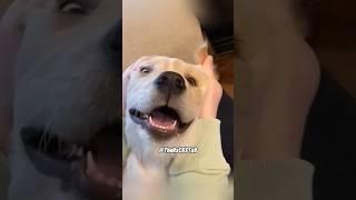 When Playtime Gets Too Ruff - RxCKSTxR Comedy Voiceover