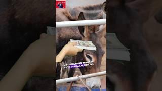 The Most Unusual Demand for Donkeys #funny #weird