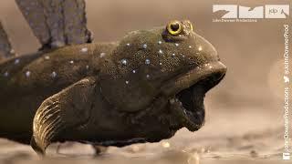 Will Robot Spy Mudskipper Be Competition For The Real Male Mudskippers?