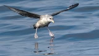 Westport Seabirds Pelagic October 4 2020