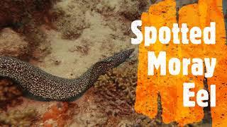 Spotted Moray eel