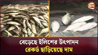 পর্যাপ্ত যোগান থাকলেও নেই ইলিশের সহজলভ্যতা  Hilsha Fish  ইলিশ  Channel 24