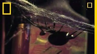 Deadliest Mates Black Widow Spider  National Geographic