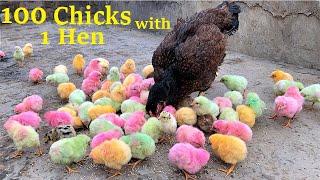 100 Colorful Chicks With One Aseel Hen - Hen Hatched 100 Eggs to Colored chicks