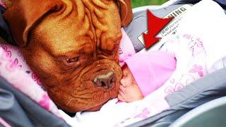 family Leave Newborn Alone With Dogs And Things Don’t Go As Planned