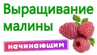 Выращивание малины. Начинающим