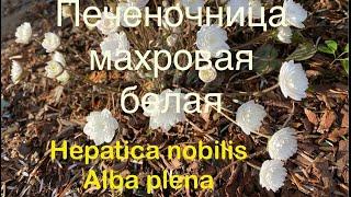 Печеночница благородная или обыкновенная махровая белая Hepatica nobilis Alba Plena