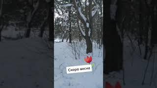 Скоро весна #shorts