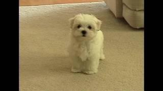 Cute Maltese puppy dog barking at funny small cat animal toy little puppies playing bark voice