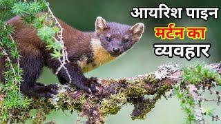 Irish pine marten  pine marten wildlife  european pine marten facts  martens in hindi