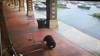 VIDEO Bear takes a stroll into a liquor store in Bristol Connecticut  ABC7