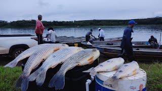 Pescaria de Grandes Peixes no Rio Grande Piau Piapara e piauçu