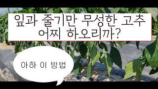 잎과 줄기만 무성한 고추 해결방법