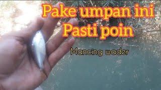 UMPAN SADIS...SEMUA IKAN PASTI DOYAN UMPAN INI #microfishingumpankepiting