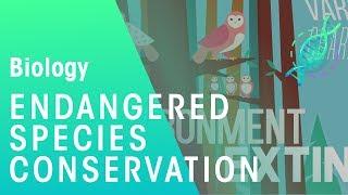Endangered Species  Environment & Ecology  Biology  FuseSchool