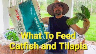 What to feed tilapia and catfish