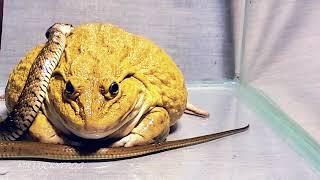 Asian Bullfrog With Snake Warning Live Feeding