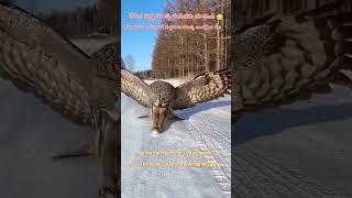 Behold the Majesty of Gods Creation An Owls Graceful Hunt in the Winter #shorts #jesus #owl
