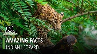 Facts About The Indian Leopard