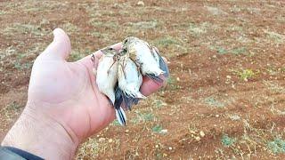 Beautiful video of birds being released in nature