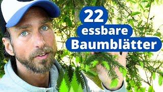 22 essbare Baumblätter - gratis Superfood   Welche Blätter & Blüten kann man essen