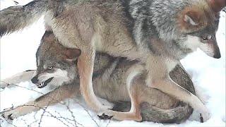 Wolf Sits on Her Sisters Head