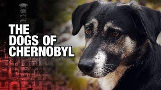 Chernobyl Created the Worlds Rarest Dogs