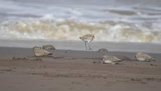 Lesser Sand Plover Breeding and Non breeding Phase - Slow Motion Video