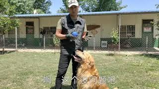 狗狗服从训练之靠归位训练方法，金毛犬的表现不输马犬德牧