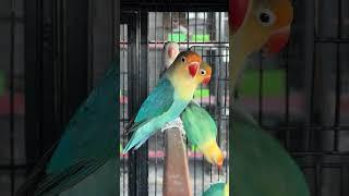 Parblue Fisheri Beauty ️️️ #lovebirds #parrot #beautiful