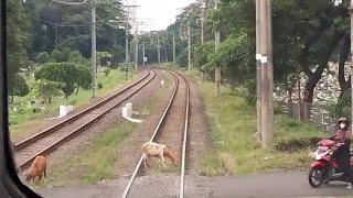 Cabride Pondok Ranji - Tanah Abang  #jr205 17 Nabrak Kambing