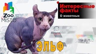 Эльф - Интересные факты о породе