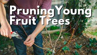 How To Prune Young Fruit Trees - Peach Apple Fig and more