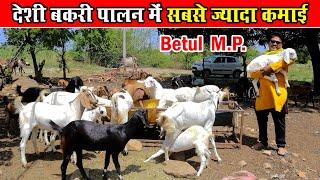 देशी बकरी पालन में सबसे ज्यादा कमाई। Deshi Bakri Palan Me Highest Profit। Goat Farming Betul Mp