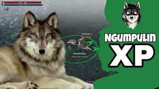 Kumpulin XP Ama Si Wolf