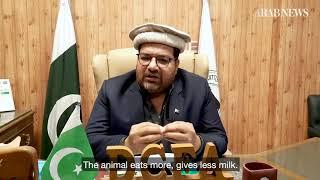 President Dairy and Cattle Farmers Association urges government to stop illegal slaughter of calves