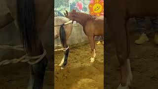 Horse Breeding Farm. Ep6