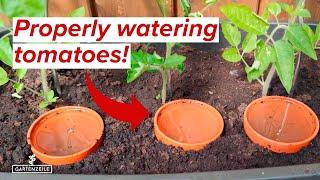 Tomato Irrigation  This method will inspire you Properly watering tomatoes